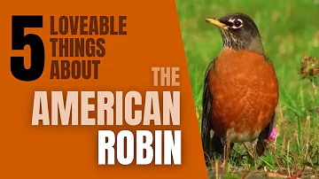 5 Lovable things About the American Robin