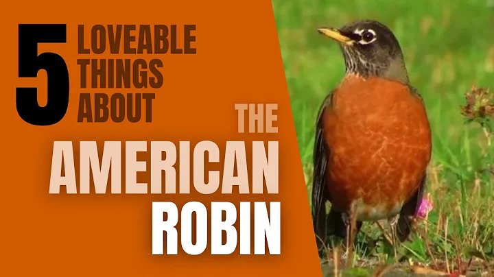 5 Lovable things About the American Robin
