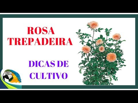 Vídeo: Flamentanz - rosa de escalada para paisagismo. Como cultivar essa variedade no seu quintal?