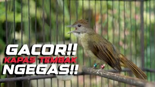 Download Lagu MASTERAN KAPAS TEMBAK GACOR NGEGAS!! KAPAS TEMBAK NGEGASS GACOR! MP3 Download Lagu MASTERAN KAPAS TEMBAK GACOR NGEGAS!! KAPAS TEMBAK NGEGASS GACOR! MP3