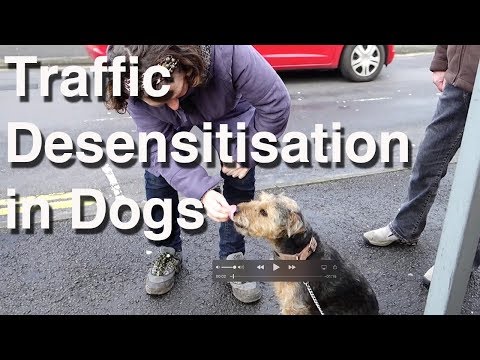Video: Kørselsvejledning til en kludhund
