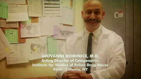 Short Film Diaries | Day #3 | Jason Willis | Catnip