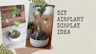 DIY:  AIR PLANT DISPLAY IDEA