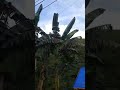 useless video but its nature #cookieman0