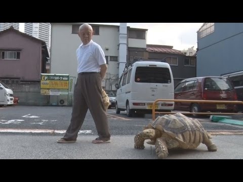 のんびり下町を散歩 リクガメ「ボンちゃん」は人気者