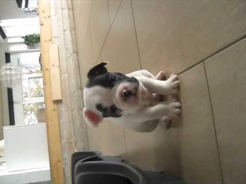 Video: Sergei Bezrukovs Hund: Fransk Bulldog Ved Navn Polly