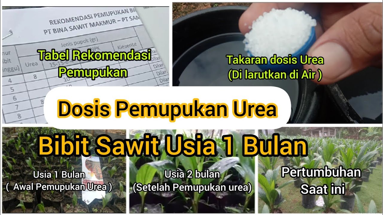 Pemupukan Urea Pada Bibit Sawit Usia 1 Bulan