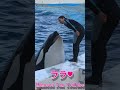 ララと超ラブ♥ラブ♥Kiss #Shorts #鴨川シーワールド #シャチ #kamogawaseaworld #orca #killerwhale