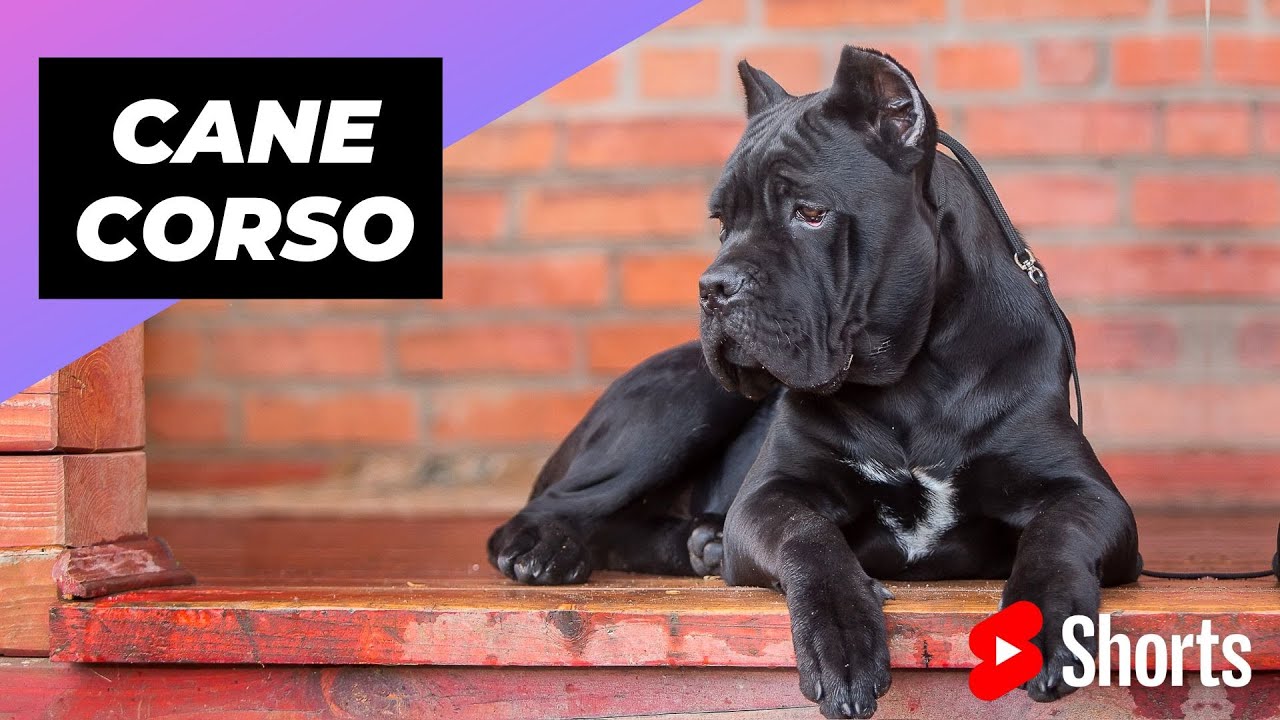 What is the most googled dog? The Cane Corso is the most googled dog