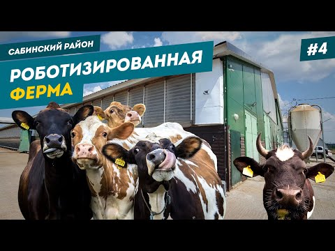 Самая большая роботизированная молочная ферма Татарстана | Современная Киберферма - сабинский район