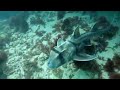 Freediving with pj sharks in australia