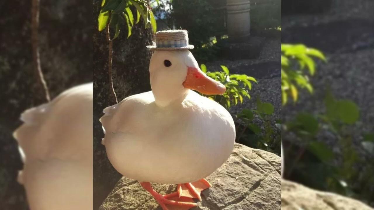 Eggstreme duck phonk. Утка бегает. Курящий гусь. Eggstreme duck phonk. Duck phonk eggstreme.