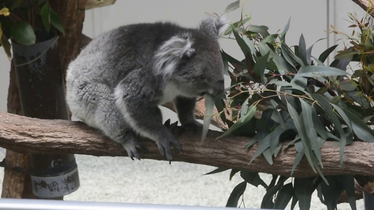 ユーカリの葉を食べるコアラの食事風景 Youtube
