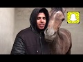 من طرق كسب الثقة مع الخيل الجديدة من طرق كسب الثقة مع الخيل الجديدة