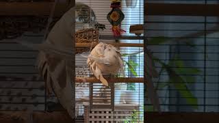 Preening with a very fluffy and cute Emilio! (pied ringneck dove)