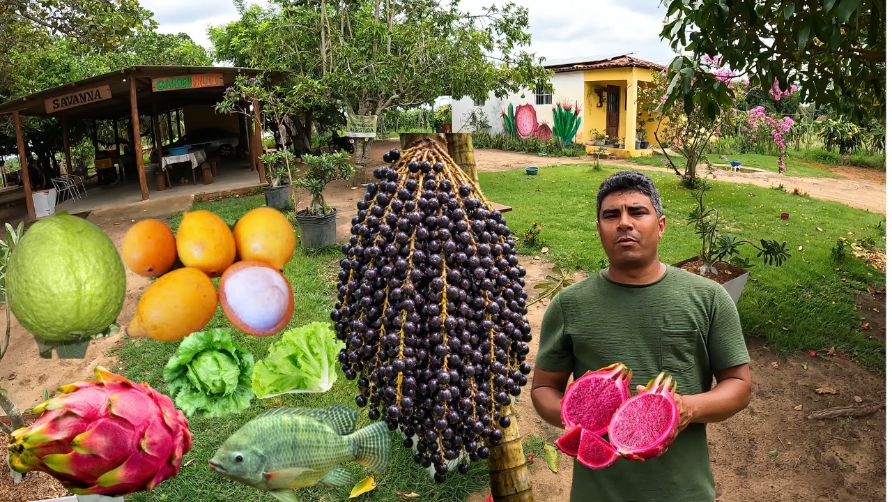 Você Não Vai Acreditar nas Frutas Que Plantamos Aqui na Paraíba!