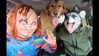 Chucky Surprises Puppy & Husky With Dancing Car Ride