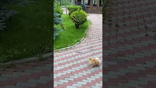 Two Disapproving Ducks Chase a Curious Pomeranian Away