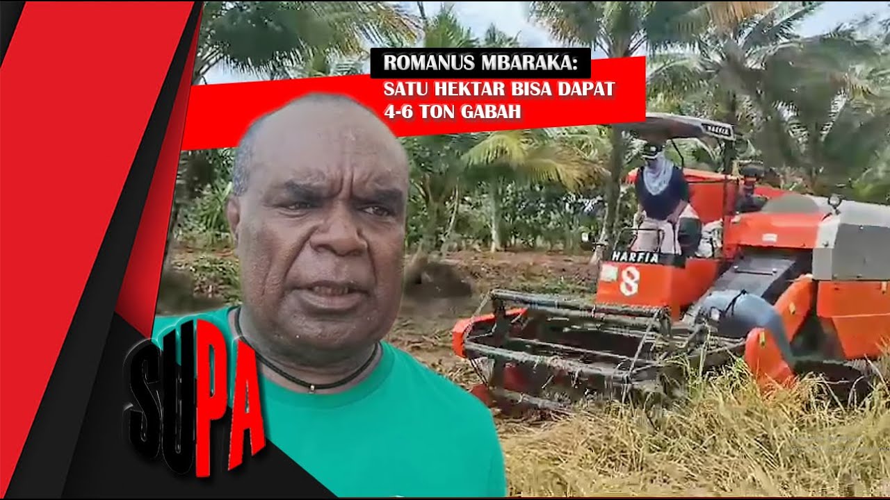 HASIL PANEN PADI ROMANUS MBARAKA BERHASIL