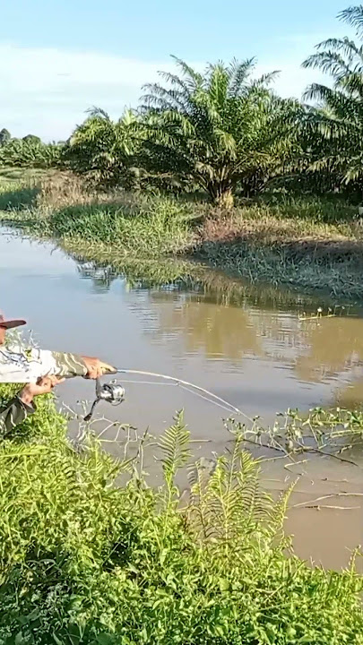 Mancing Toman monster Pekanbaru Riau #shorts