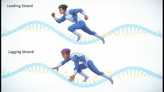 Dna Replication Welcome Explained for Students