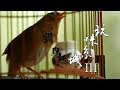 《玩味京城》第三季 第三集 驯鸟 | CCTV纪录