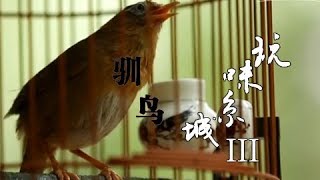 《玩味京城》第三季 第三集 驯鸟 | CCTV纪录