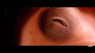 The End Of Earth Star2023