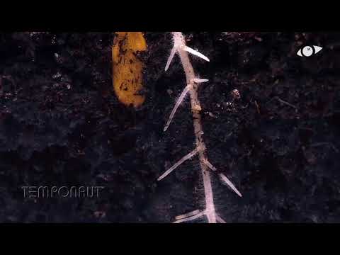 Video: Kořeny v rostlinách: Jak rostliny rostou z kořenů