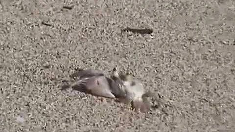 Crabs on Maui beach