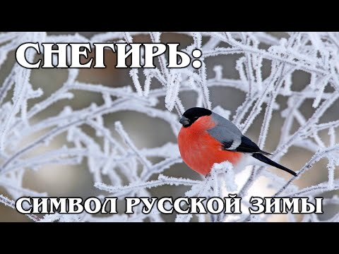 СНЕГИРЬ: "Огненный" пернатый символ зимы | Интересные факты про птиц