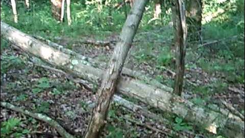 strange tree structure