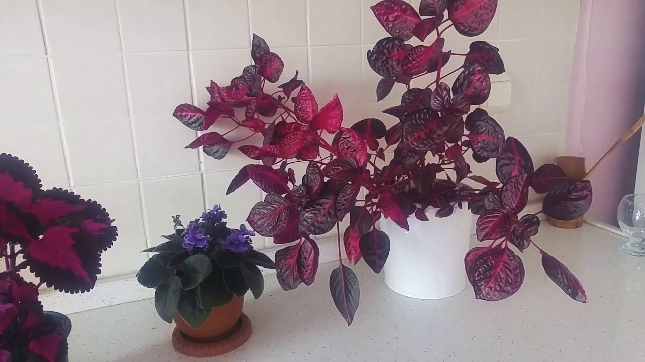 İresine herbstii. İresine çiçeğinin budamasını yaptım. İresine bakımı ve çoğaltılması. Yaprak güzeli