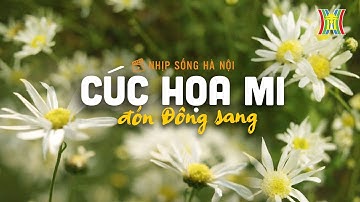 Cúc họa mi đầu mùa | Nhịp sống Hà Nội