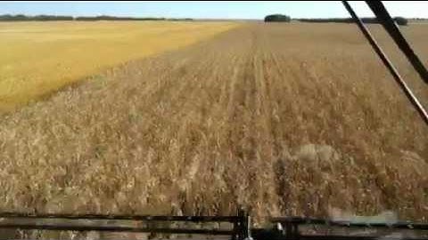 Combining wheat in SASK JD 9860 sts and macdon fd70