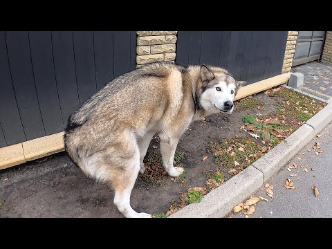 ПОТЕРЯЛАСЬ СОБАКА / НАШЛИ ИСПУГАННОГО МАЛАМУТА