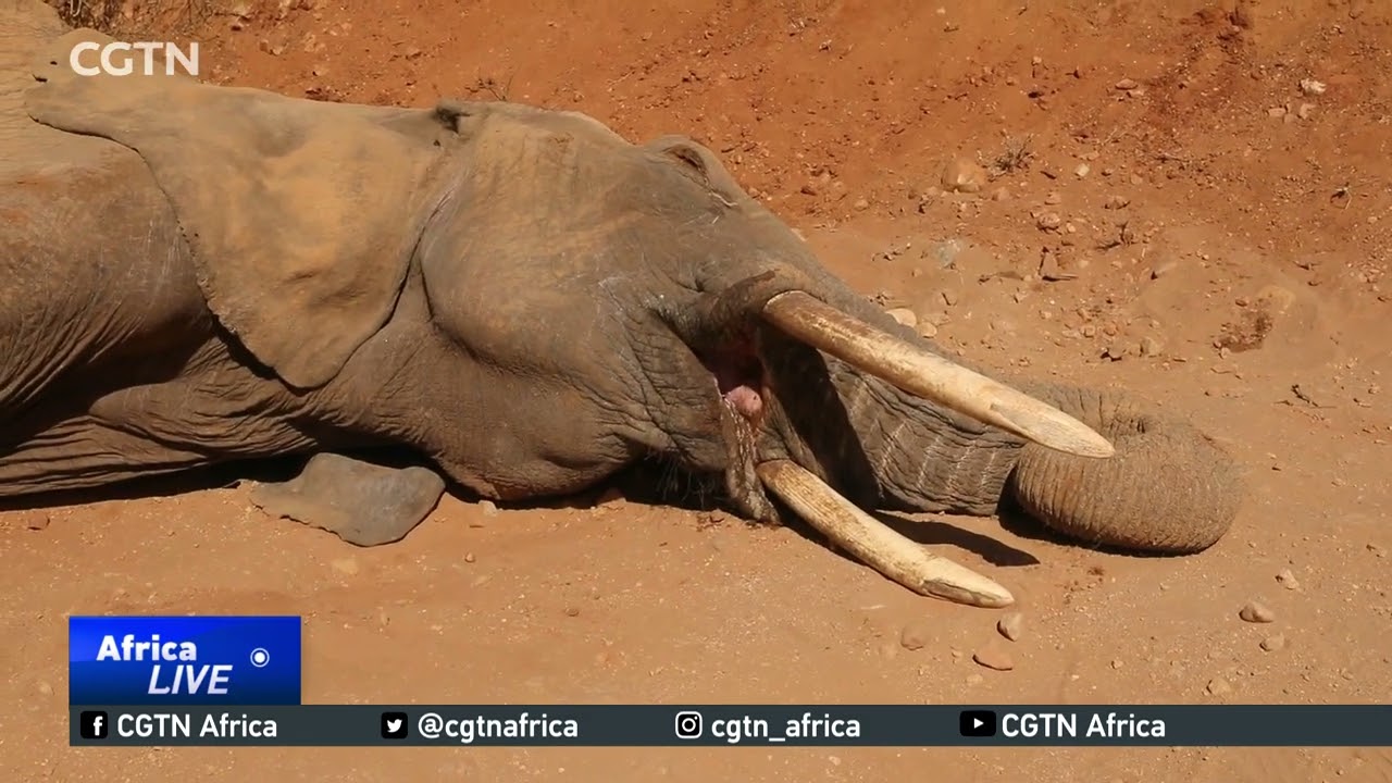 Climate change threatens the elephant population in Kenya