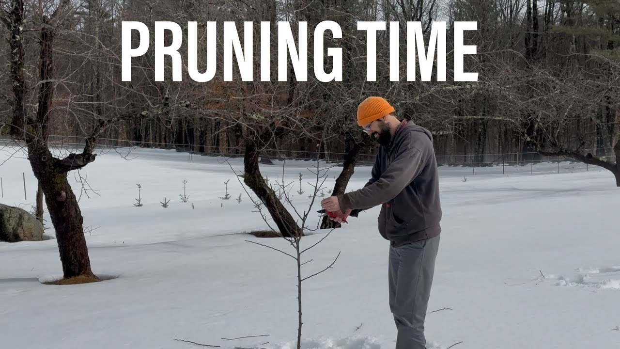 Pruning Young Apple Trees after Second Year of Growth - YouTube