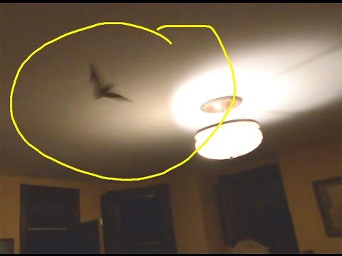 What To Do When a Bat Gets Into Your House