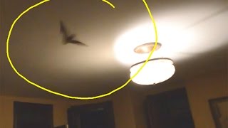 What To Do When a Bat Gets Into Your House