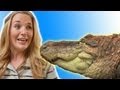 How to Catch an Alligator! | Earth Unplugged