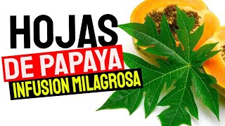 Beneficios De La HOJA De PAPAYA Seca  Beneficios De La INFUSIÓN De La Hoja De Papaya