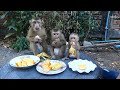 Wow...Family Monkey!! Dodo, Donal And Super Small Moly Have Lunch Together