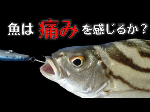【釣り人必見】『魚は痛みを感じるのか？』禁断の疑問について解説！