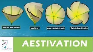 AESTIVATION