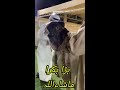 #new #vairal #shorts #video 15 June 2022 Hassangoatfarm beautiful goats and breed Mp3 Song