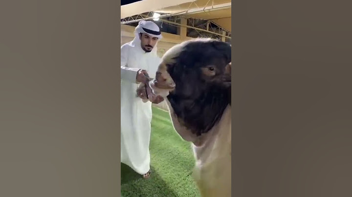 #new #vairal #shorts #video 15 June 2022 Hassangoatfarm beautiful goats and breed