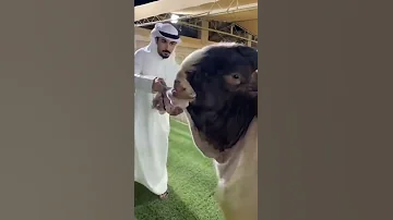 New Vairal Shorts Video 15 June 2022 Hassangoatfarm Beautiful Goats And Breed 