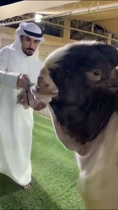 #new #vairal #shorts #video 15 June 2022 Hassangoatfarm beautiful goats and breed