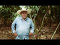 Producción de Cacao en México - Caso de éxito